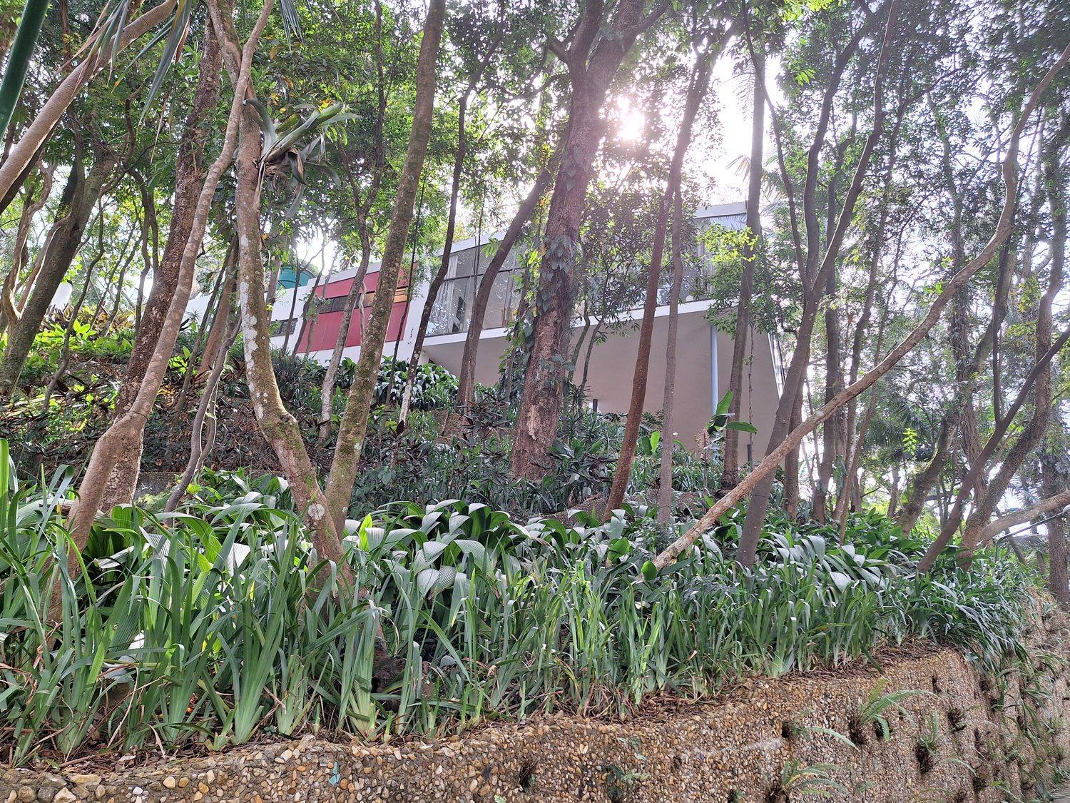Casa de Vidro seen through dense Atlantic forest trees from the slope below, its white slab and coloured volumes peeking through the canopy.