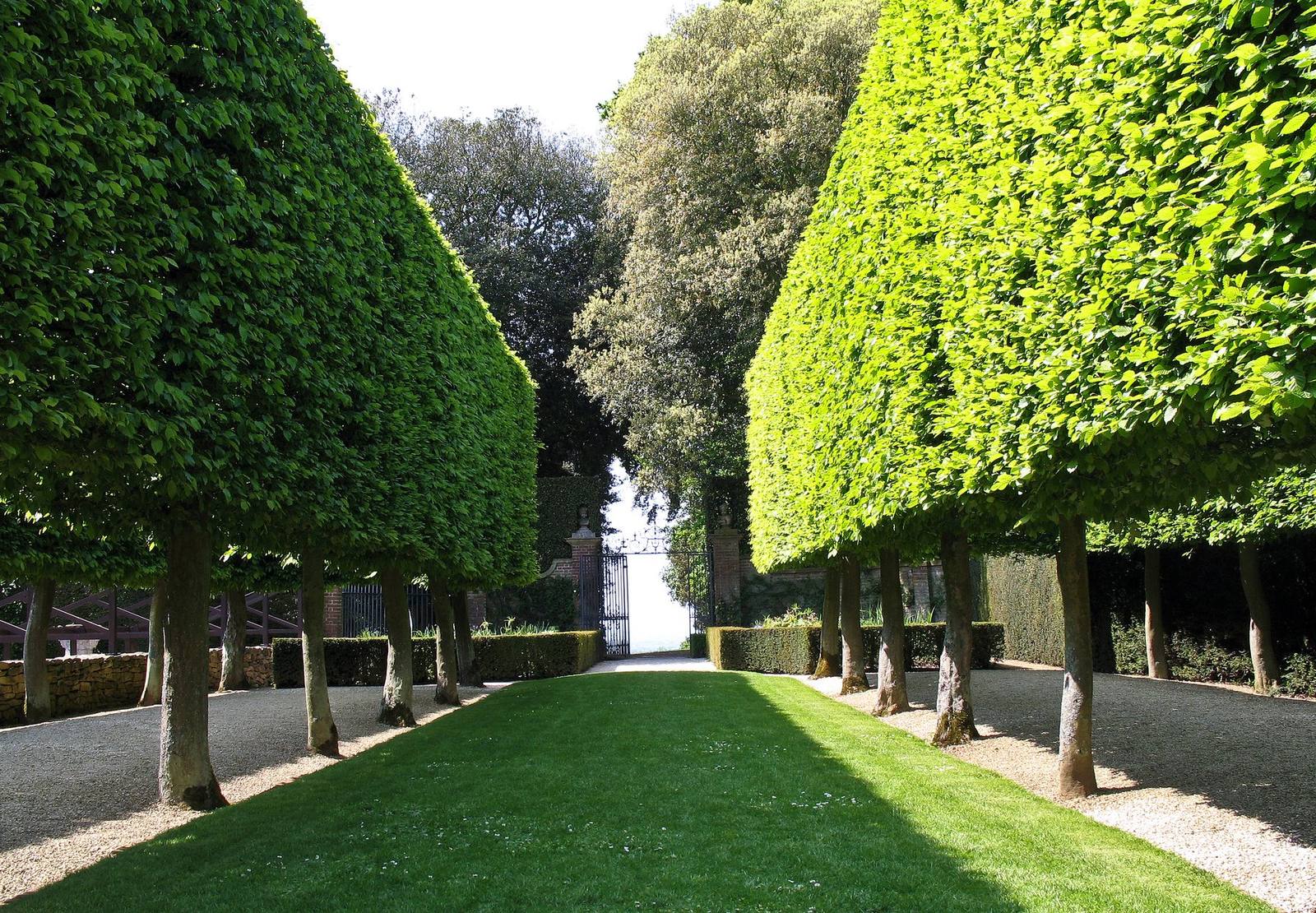 Pleached hornbeam colonnade of the Stilt Garden at Hidcote Manor Garden, Gloucestershire